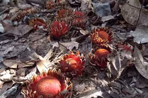 Loài cây “quỷ hút máu” bằng xúc tu của giới thực vật 