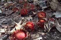 Loài cây “quỷ hút máu” bằng xúc tu của giới thực vật 