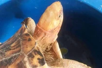 Rùa vàng sách đỏ “đi lạc” vào nhà dân ở Huế: Quý hiếm sao? 