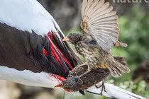 Đừng nhầm tưởng về chim sẻ, chúng có thể hút máu để... sinh tồn