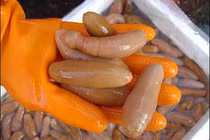 "Ngượng chín mặt" những sinh vật biển có vẻ ngoài... nhạy cảm 