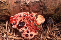 Cỏ khiêu vũ, cây xác chết và những loài cây nghe... rợn người