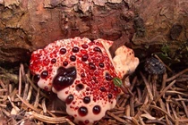 Cỏ khiêu vũ, cây xác chết và những loài cây nghe... rợn người