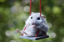 Sang mùng 1 Tết Nhâm Dần, 3 con giáp đời “tỏa hương”, giàu khủng khiếp