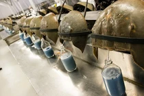 Sinh vật biển có máu màu xanh khiến cả thế giới phải mang ơn