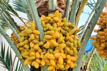 Loại quả mọc đầy ở Việt Nam, sang Dubai lại... quý như vàng 