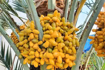 Loại quả mọc đầy ở Việt Nam, sang Dubai lại... quý như vàng 