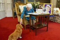 Ai là người chăm sóc bầy corgi của cố Nữ hoàng Anh? 