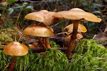 Tránh xa những loài nấm đáng sợ này nếu không muốn mất mạng