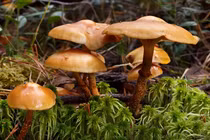 Tránh xa những loài nấm đáng sợ này nếu không muốn mất mạng