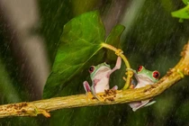 “Lác mắt” với những màn trú mưa siêu đáng yêu của động vật