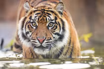 Hổ Sumatra chết ở Indonesia do dính bẫy: Quý hiếm sao?