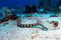 Sinh vật gây ám ảnh nhất đại dương: Độc gấp 10 lần rắn đuôi chuông