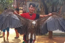 Chim lạ rơi xuống bản Na Mèo: Loài cực hiếm ở Việt Nam! 