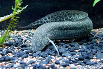 Thế giới cá lạ: Kỳ lạ loài cá bị “đuối nước” nếu không... lên cạn