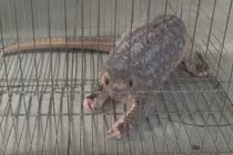 Tê tê vàng đi lạc vào nhà dân ở Huế: Quý hiếm cỡ nào? 