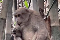 Công an Bình Dương khởi tố vụ án liên quan bà Nguyễn Phương Hằng