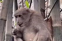 Công an Bình Dương khởi tố vụ án liên quan bà Nguyễn Phương Hằng