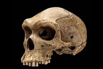 Phát hiện lỗ đạn trên hộp sọ tiền sử, chuyên gia cũng "bó tay" 