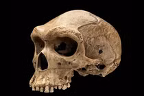 Phát hiện lỗ đạn trên hộp sọ tiền sử, chuyên gia cũng "bó tay" 