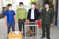 Người dân Hà Tĩnh tự nguyện giao nộp động vật rừng: Toàn loài nguy cấp! 