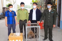 Người dân Hà Tĩnh tự nguyện giao nộp động vật rừng: Toàn loài nguy cấp! 