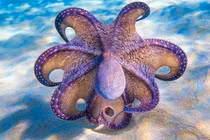 Cận cảnh loài động vật bị giới khoa học nghi đến từ hành tinh khác