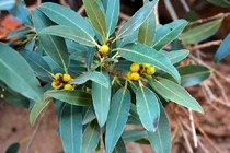 Loài hoàn toàn mới trên đỉnh đá thiêng: Ai "mạo phạm" coi chừng mất mạng! 