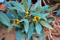 Loài hoàn toàn mới trên đỉnh đá thiêng: Ai "mạo phạm" coi chừng mất mạng! 