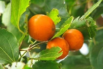 Loại quả giống hệt cam nhưng chứa chất độc chết người ở Việt Nam