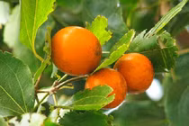 Loại quả giống hệt cam nhưng chứa chất độc chết người ở Việt Nam