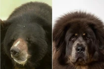 Gia chủ tá hỏa khi chó cưng nuôi suốt 2 năm bất ngờ thành… gấu