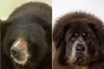 Gia chủ tá hỏa khi chó cưng nuôi suốt 2 năm bất ngờ thành… gấu