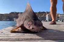 Phì cười "quái ngư" tấu hài nhất đại dương: Thân cá mập, mặt giống heo! 