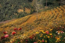 Đồi hoa bất tử Đà Lạt có “bất tử” không... hút khách check-in sống ảo?