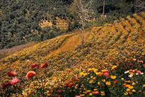 Đồi hoa bất tử Đà Lạt có “bất tử” không... hút khách check-in sống ảo?