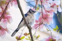 Ai sinh tháng Âm lịch này đều vượng quý nhân, gặp hung hóa cát