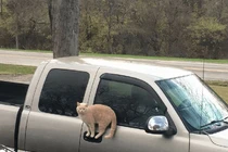 Khoa học "bó tay" trước những hành động kỳ quặc của loài mèo