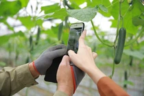 Một giờ livestream bán 85 tấn quả, vụ mùa phong tỏa chốt triệu đơn online