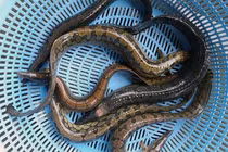 Loài cá bổ như nhân sâm, người Việt nuôi kiếm bộn tiền 