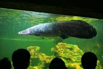 Đặc tính kỳ thú cá “quái vật nước ngọt” đại gia Việt chuộng nuôi