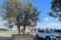 Lạ lùng loài cây như mọc dại mà giá bạc tỷ, người Việt săn lùng 