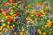 Sinh tháng Âm lịch này ra cửa gặp quý nhân, tiền bạc dư dả