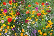 Sinh tháng Âm lịch này ra cửa gặp quý nhân, tiền bạc dư dả