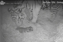 Giống hổ vừa chào đời ở sở thú London: Loài quý hiếm nhất thế giới! 