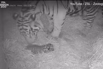 Giống hổ vừa chào đời ở sở thú London: Loài quý hiếm nhất thế giới! 