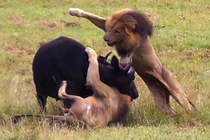Video: Mẹ con trâu rừng chết thảm trước 3 con sư tử đực