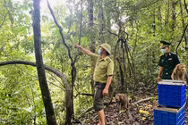 Cận cảnh 4 cá thể động vật quý hiếm được thả về rừng tại Bình Phước