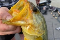 Thả cá lạ về hồ, ngư dân mới hay loài quý hiếm đắt giá