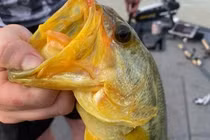 Thả cá lạ về hồ, ngư dân mới hay loài quý hiếm đắt giá